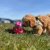 Aktivitetsæg i pink er for alle aldre