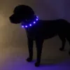 SOLID LED-halsbånd  I Royal Blue