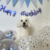 Ollipet WOOF Party diagender I Blå & Kode