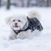 BonAPet Vinterdækken | M. Sele