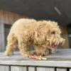 Ollipet Twisted Chicken & Kenzo