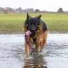 Trixie Bungee Fun | Belønningslegetøj