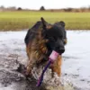 Trixie Bungee Fun | Belønningslegetøj
