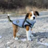 Ollipet Arctic Explorer Refleks | vinterdækken til hunde Ellie bruger en str. L