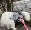 Hundejakke refleks, fleecefor og indbygget sele. Størrelse XL på en Coton de Tulear