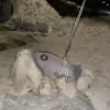 Hundejakke der er vandafvisende og foret med blødt fleece