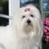 Ollipet Prikket Hundesløjfe