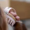Ollipet massagebørste m. gummipigge