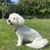 Ollipet Cool Clipper | Klippet med 12mm afstandskam