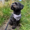 Ollipet Adventure Sele Ludwig