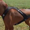 Ollipet Fast Runner Træksele