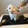 Ollipet Groomingmåtte Sally bruger en størrelse medium