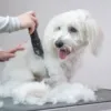Aros bliver klippet med Ollipet Ceramic Pro