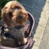 Hundeklapvogn Ollipet Venezia