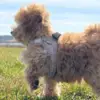 Sommer vibes med Ollipet Flora Step in Sele i Khaki