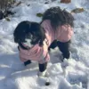 Ollipet Sirius de Luxe Dynejakke i Rosa