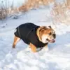 Ollipet Sirius de Luxe Dynejakke er god vinterjakke til bulldogs