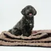 Ollipet Cozy dream madras