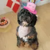 Ollipet Min første fødselsdag | Bandana