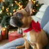 Fransk bulldog med den smukke røde julesløjfe fra Ollipet