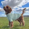 Ollipet hundesweater i grøn på sød maltipoo