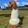 Pawsome sweater - perfekt til det skiftende vejr