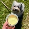 Fidovet Gelato hundeis køler din hund ned i sommervarmen