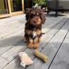 Sød hund med hundebamse og latex legetøj fra All for Paws