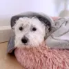 Hunden bliver rolig når den tørres