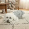 Med Ollipet Calm Vest kan din hund slappe af