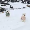 Ollipet For Wagging Tails | Polar Vinterjakke er en varm hundejakke til hunde