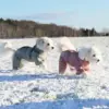 Vintertøj til din hund