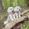 Ollipet Bijou Step-in hundesele | Fløjl og guld detaljer - Str Small