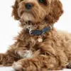 Flot hundehalsbånd i støvet blå str small på en maltipoo 5 kg.