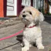 Hundesnor og halsbånd i Sweet Cherry