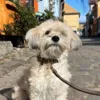 Hundesnor og halsbånd i Mokka