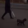 LED-hundesnor fra Olipet Ludwig