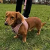 Ollipet For Wagging Tails | Step in Sele Pudder Rosa