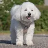 Ollipet For Wagging Tails | Step in Sele