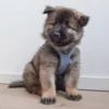 Eurasier hvalp bruger str. S | Denim Blue