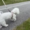 Ollipet For Wagging Tails | Step in Sele