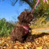 Wilma er en havapoo på 14 uger (1,4 kg) og ses her i en Sweet Cherry i størrelse XS.