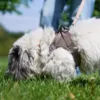 Coton i Mokka str. S