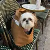 Sødeste Alba nyder Cafe livet fra den lækreste hundetaske i en stilfuld hundetaske