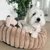 Ollipet Bella Bloom donutseng i str 55-60 cm. 6 kg Coton de Tulear