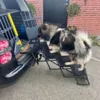 Foldbar hundetrappe til store hunde