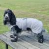 Det bedste tørredækken til din hund