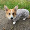 Ollipet Poncho Regndragt til Corgi i en str. L