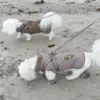 Ollipet Aarhus Hundejakke