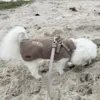 Ollipet Aarhus Hundejakke | Teddy med quiltet bryst i str. XL til 6 kg hund